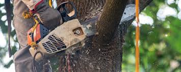 Atco, NJ Tree Services Company
