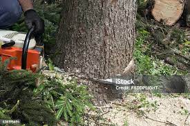 How Our Tree Care Process Works  in  Atco, NJ