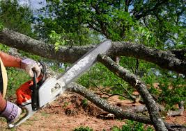 Best Tree Cabling and Bracing  in Atco, NJ