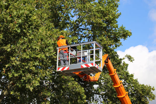 Best Tree Preservation Services  in Atco, NJ