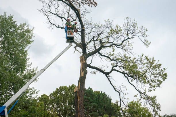 Best Lawn Dethatching  in Atco, NJ